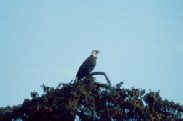 Weisskopfseeadler