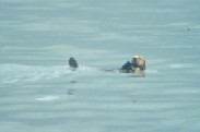 Oldman of the Sea