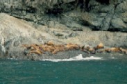 Sealions